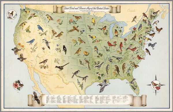 State Bird and Flower Map of the United States.